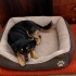 Ücretsiz sahiplenme pinscher melez küçücük irk acil yuva fotoğraf