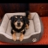 Ücretsiz sahiplenme pinscher melez küçücük irk acil yuva fotoğraf