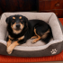 Ücretsiz sahiplenme pinscher melez küçücük irk acil yuva fotoğraf