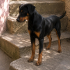 Ücretsiz sahiplenme doberman köpek acil yuva fotoğraf