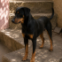Ücretsiz sahiplenme doberman köpek acil yuva fotoğraf