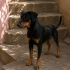 Ücretsiz sahiplenme doberman köpek acil yuva fotoğraf
