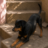 Ücretsiz sahiplenme doberman köpek acil yuva fotoğraf