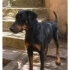 Ücretsiz sahiplenme doberman köpek acil yuva fotoğraf