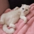 Ücretsiz sahiplenme Scottish kedi fotoğraf