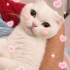 Ücretsiz sahiplenme Scottish kedi fotoğraf