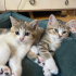 British Shorthair Yavrular Yeni Ailelerini Arıyor fotoğraf