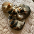 British Shorthair Yavrular Yeni Ailelerini Arıyor fotoğraf