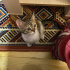 British Shorthair Yavrular Yeni Ailelerini Arıyor fotoğraf