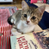 British Shorthair Yavrular Yeni Ailelerini Arıyor fotoğraf