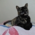 Torti kedi yuva arıyor fotoğraf