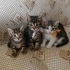 Minik Patiler Yuva Arıyor(2 dişi , 1 erkek) fotoğraf