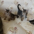 Minik Patiler Yuva Arıyor(2 dişi , 1 erkek) fotoğraf