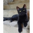 Evden atılan 3 kedi fotoğraf