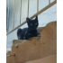 Evden atılan 3 kedi fotoğraf