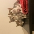 BRİTİSH KIRMASİ ANNENİN YAVRULARI ACİL YUVA ARIYOR fotoğraf