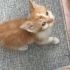 1 Aylık Bebek Kedi fotoğraf