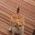 1 Aylık Bebek Kedi fotoğraf