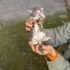 Tam Bir Poğaça Yavrulara Acil Yuva fotoğraf