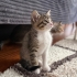 4 kardeşlerin en oyuncusu fotoğraf