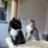 4 kardeşlerin en oyuncusu fotoğraf