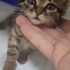 Dünya tatlısı bebişler Topaç ve Göbüş🐱🐾 fotoğraf