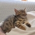 Dünya tatlısı bebişler Topaç ve Göbüş🐱🐾 fotoğraf