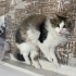 Aslan parçası, temiz, kendi halinde fotoğraf