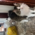Aslan parçası, temiz, kendi halinde fotoğraf