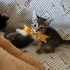 Minik Patiler Yuva Arıyor(2dişi , 1 erkek) fotoğraf