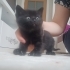 1 aylık annesini kaybeden miniğe yuva arıyoruz fotoğraf