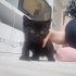 1 aylık annesini kaybeden miniğe yuva arıyoruz fotoğraf