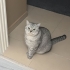 Oscar'a sahip arıyoruz. fotoğraf