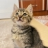 Birinin Burnu Tarçın, Diğerininki Gece Gibi… İkisi de Sevilmek İstiyor 🐾” fotoğraf