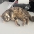 Takip şartıyla KALICI yuva arıyoruz fotoğraf