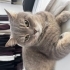 Takip şartıyla KALICI yuva arıyoruz fotoğraf