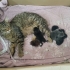 Güzeller güzeli 4 kedi annemiz çocuklarıyla beraber yeni sıcak yuvasını arıyor fotoğraf