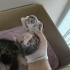 Güzeller güzeli 4 kedi annemiz çocuklarıyla beraber yeni sıcak yuvasını arıyor fotoğraf