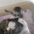 Güzeller güzeli 4 kedi annemiz çocuklarıyla beraber yeni sıcak yuvasını arıyor fotoğraf