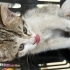 İLGİ BAĞIMLISI OYUNCU KEDİ fotoğraf