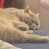 Erkek kısır çok sağlıklı 2 yaşında fotoğraf