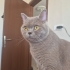 Erkek kısır çok sağlıklı 2 yaşında fotoğraf