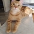 LÜTFEN ACİL YUVA !! fotoğraf