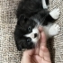 Sokaktan cins yavru fotoğraf