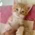 MİNİK SARMAN YUVASINI ARIYOR fotoğraf