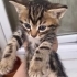 ÖMÜRLÜK YUVA ARIYORUZ fotoğraf