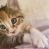 3 RENKLİ MİNİK CALİCO YUVA ARIYOR fotoğraf