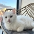 Sevgi dolu bir pamuk prensese yuva aranıyor fotoğraf