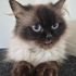 Bu kadar güzel bir kedi gördün mü? fotoğraf