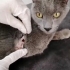 Mazlum sokağa atılmış russian blue fotoğraf